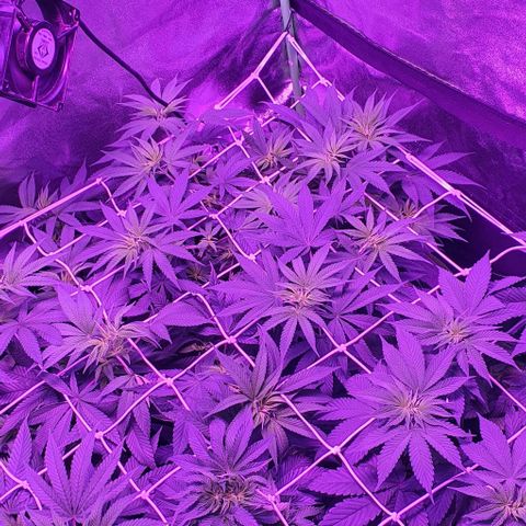 3RH #2 growlog timeline photo