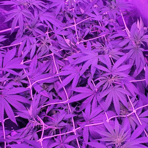 3RH #1 growlog timeline photo
