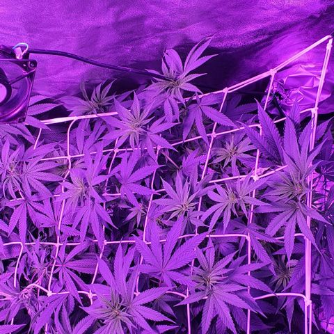 3RH #2 growlog timeline photo