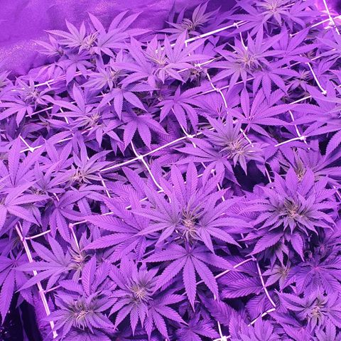 3RH #1 growlog timeline photo