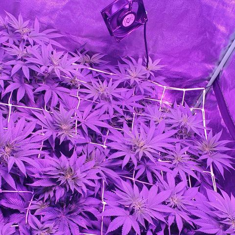 3RH #2 growlog timeline photo