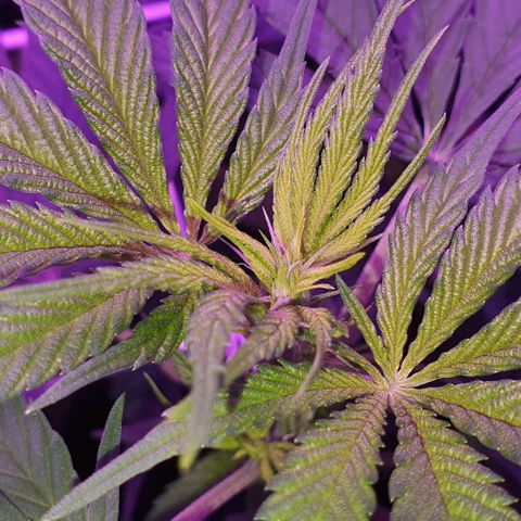 3RH #2 growlog timeline photo