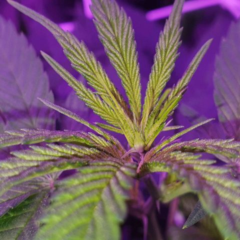 3RH #2 growlog timeline photo