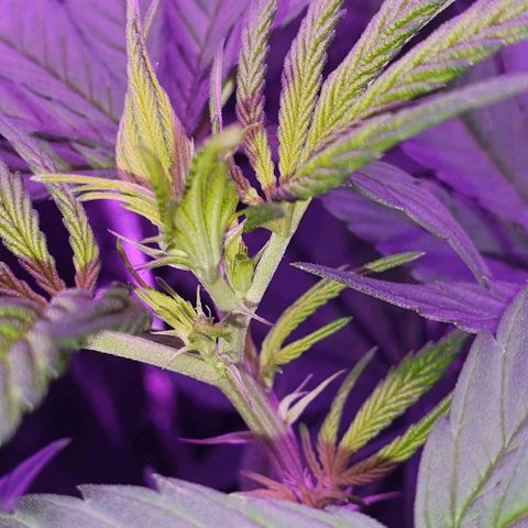 3RH #1 growlog timeline photo