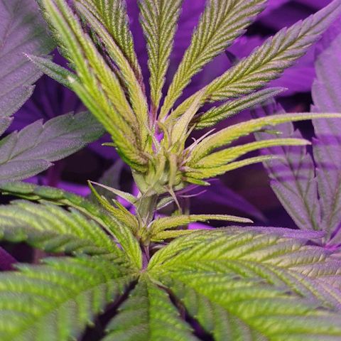 3RH #1 growlog timeline photo