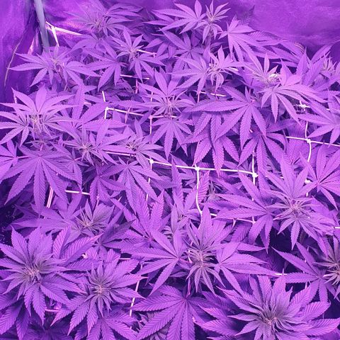 3RH #1 growlog timeline photo