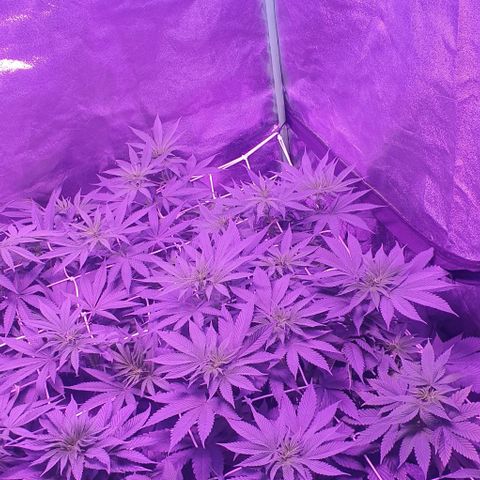 3RH #2 growlog timeline photo