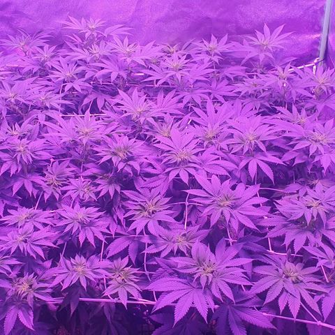 3RH #1 growlog timeline photo