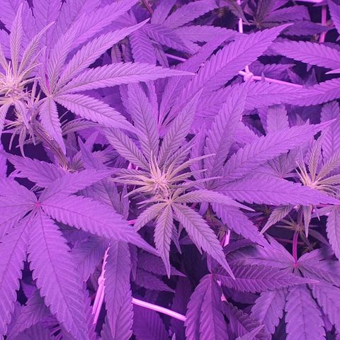 3RH #1 growlog timeline photo