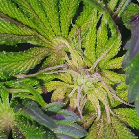3RH #1 growlog timeline photo