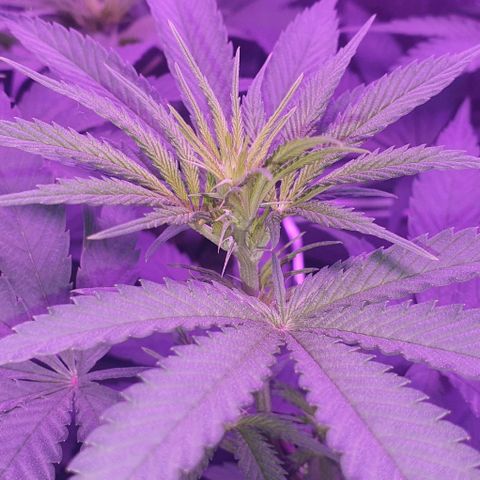 3RH #1 growlog timeline photo