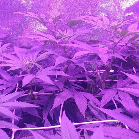 3RH #1 growlog timeline photo
