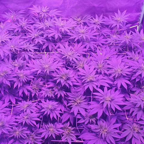 3RH #1 growlog timeline photo