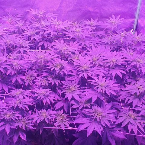 3RH #1 growlog timeline photo