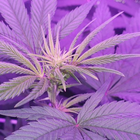 3RH #1 growlog timeline photo