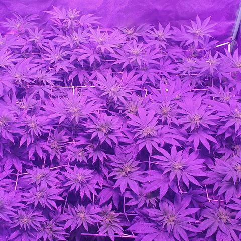 3RH #1 growlog timeline photo