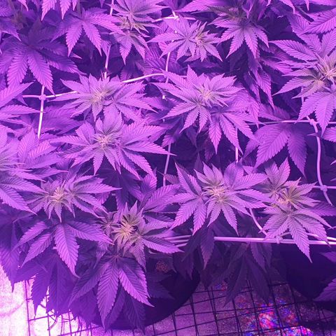 3RH #1 growlog timeline photo
