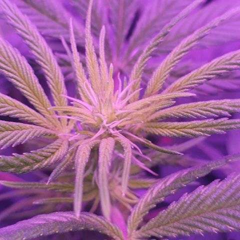 3RH #1 growlog timeline photo