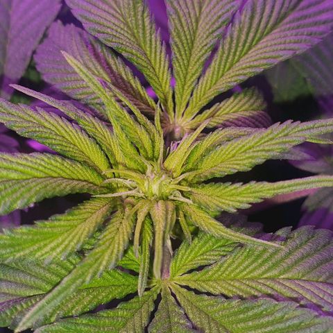 3RH #1 growlog timeline photo