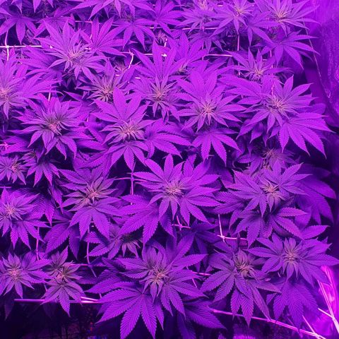3RH #1 growlog timeline photo