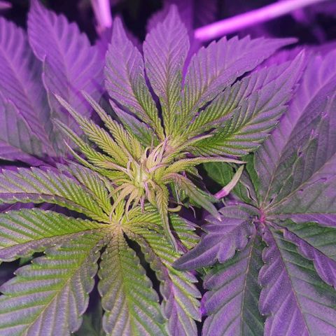 3RH #1 growlog timeline photo