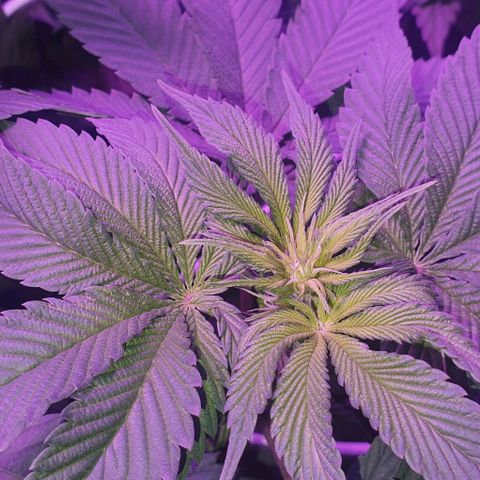 3RH #1 growlog timeline photo