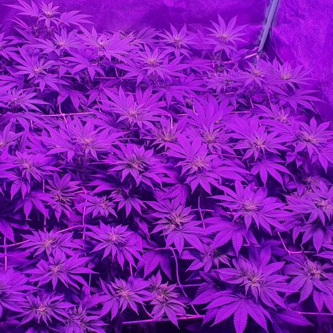 3RH #1 growlog timeline photo
