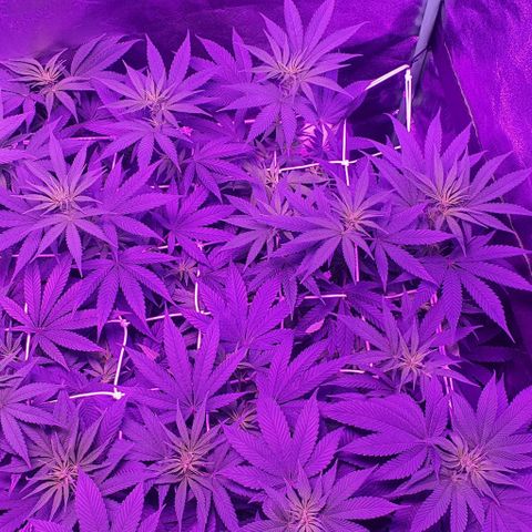 3RH #1 growlog timeline photo