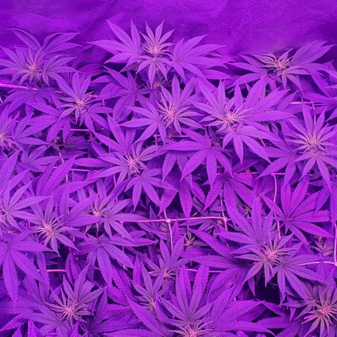 3RH #1 growlog timeline photo