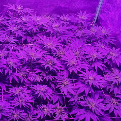 3RH #1 growlog timeline photo