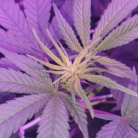 3RH #1 growlog timeline photo