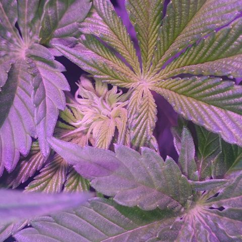 3RH #1 growlog timeline photo