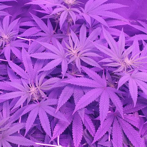 3RH #1 growlog timeline photo