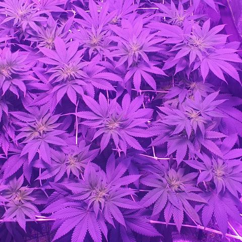 3RH #1 growlog timeline photo