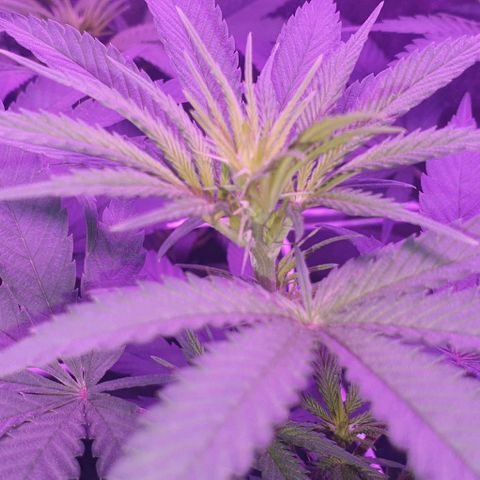 3RH #1 growlog timeline photo