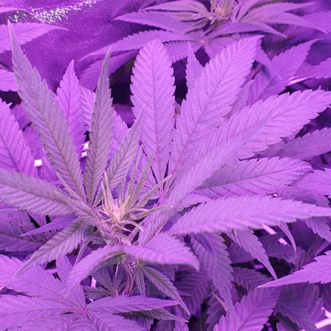 3RH #1 growlog timeline photo