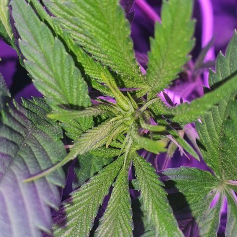 3RH #1 growlog timeline photo