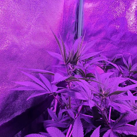 3RH #1 growlog timeline photo