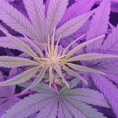 3RH #1 growlog timeline photo