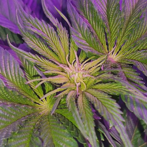 3RH #1 growlog timeline photo