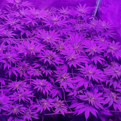 3RH #1 growlog timeline photo