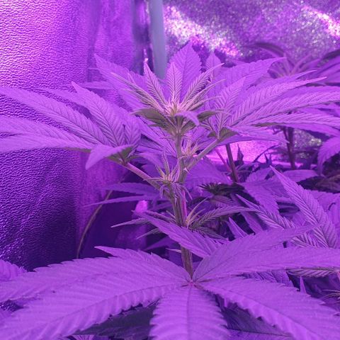3RH #1 growlog timeline photo