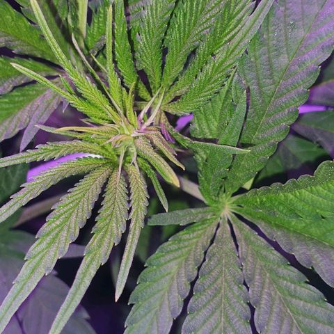 3RH #1 growlog timeline photo