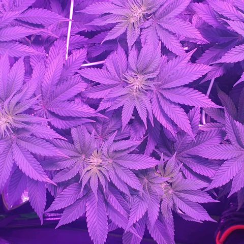 3RH #1 growlog timeline photo