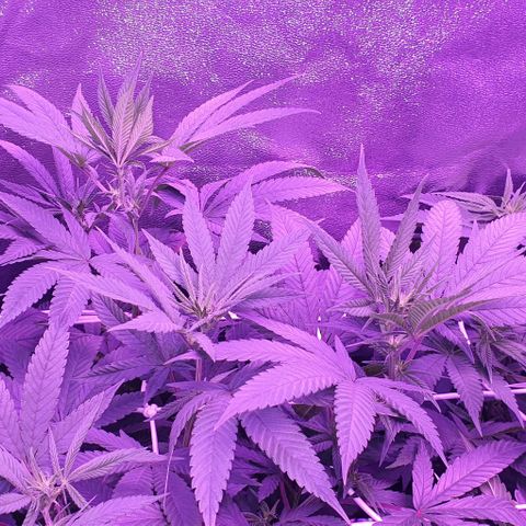3RH #1 growlog timeline photo