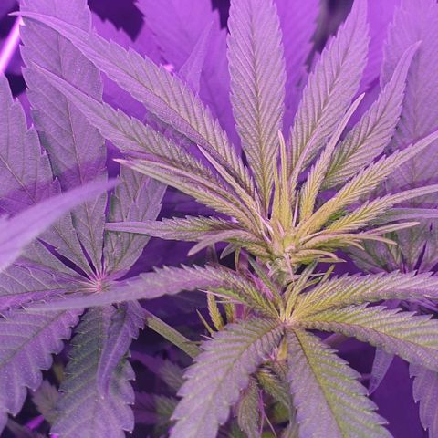 3RH #1 growlog timeline photo