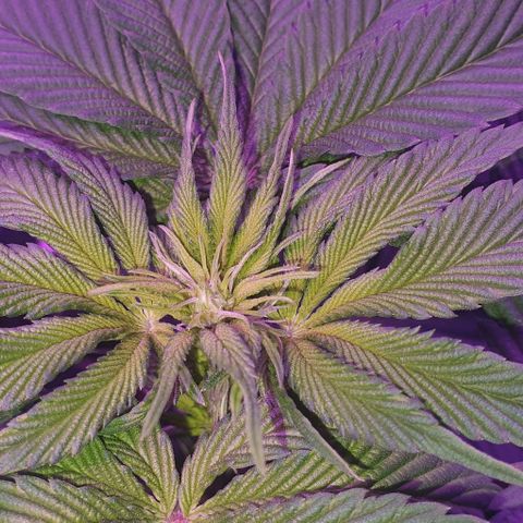 3RH #1 growlog timeline photo