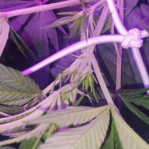 3RH #1 growlog timeline photo