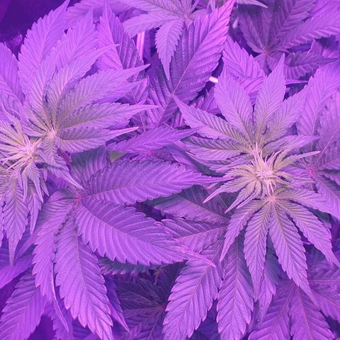 3RH #1 growlog timeline photo
