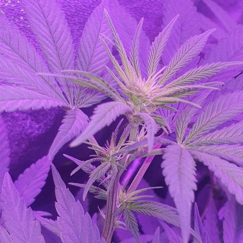 3RH #1 growlog timeline photo